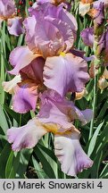 Iris hort. Crispette