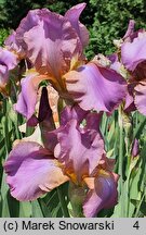 Iris hort. Crispette