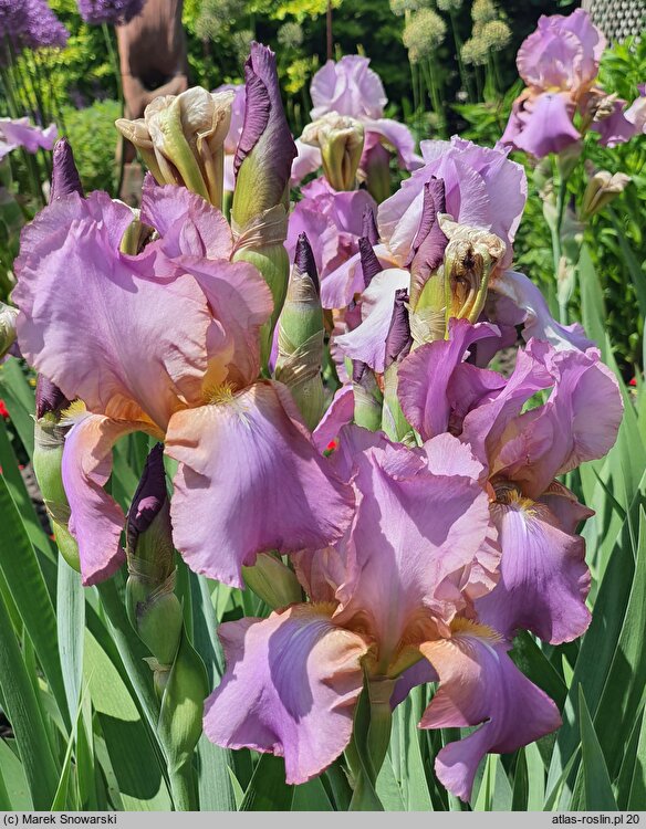 Iris hort. Crispette