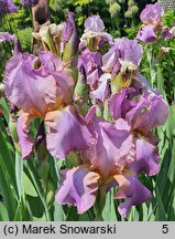 Iris hort. Crispette
