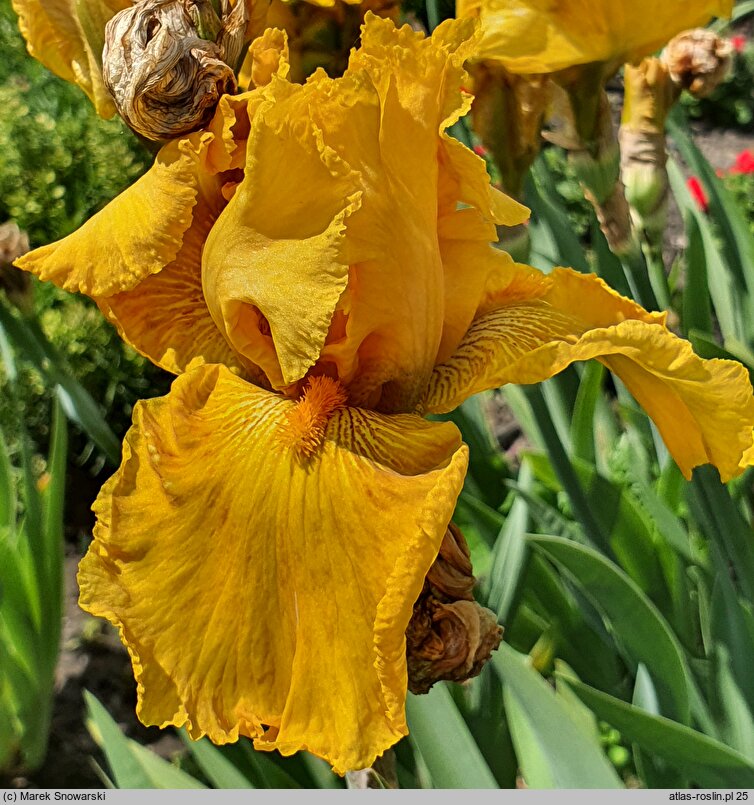 Iris hort. West Coast