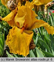 Iris hort. West Coast