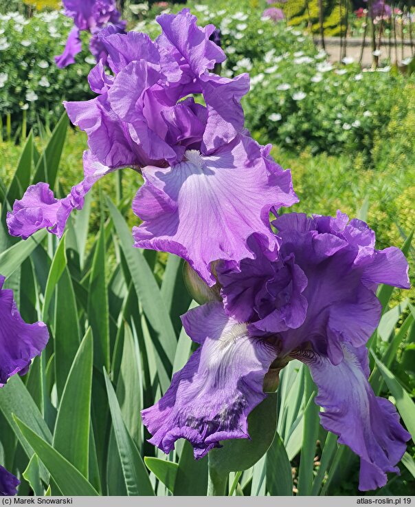 Iris hort. Starina