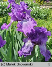 Iris hort. Starina