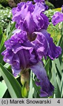 Iris hort. Starina