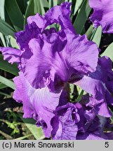 Iris hort. Starina