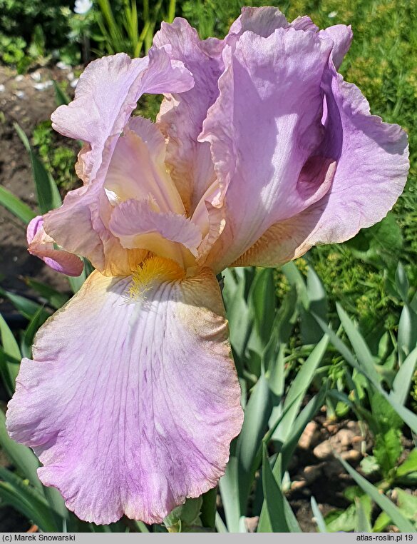 Iris hort. Splash O'Pink
