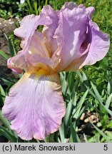 Iris hort. Splash O'Pink
