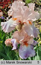 Iris hort. Celebration Song