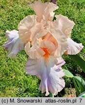 Iris hort. Celebration Song