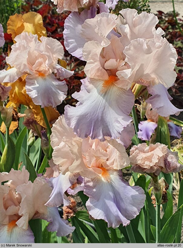 Iris hort. Celebration Song