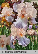 Iris hort. Celebration Song