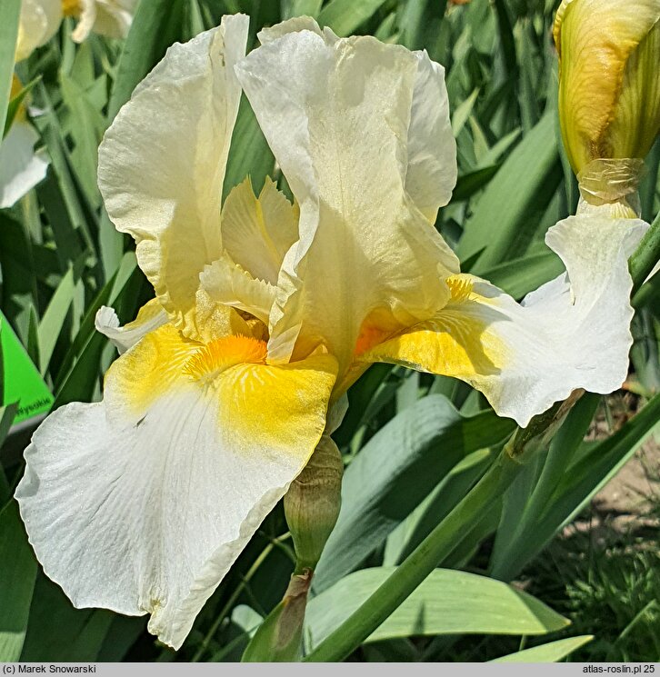 Iris hort. Limelight