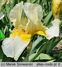 Iris hort. Limelight
