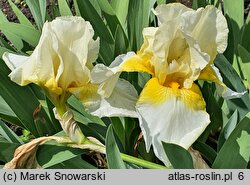 Iris Limelight