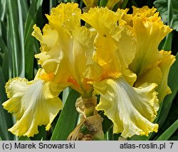 Iris Kentucky Derby