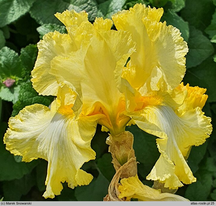 Iris hort. Kentucky Derby