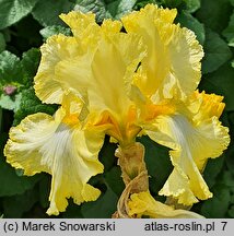 Iris hort. Kentucky Derby