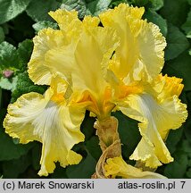 Iris Kentucky Derby