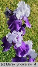 Iris hort. Dream Lover