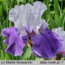 Iris hort. Dream Lover