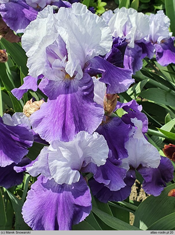 Iris hort. Dream Lover
