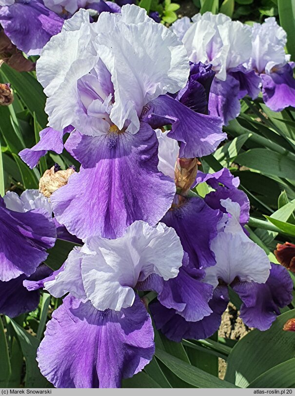 Iris Dream Lover