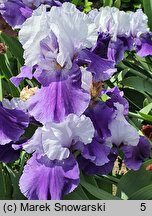 Iris hort. Dream Lover