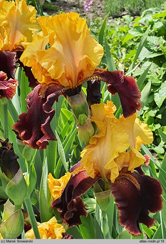 Iris hort. Peking Summer
