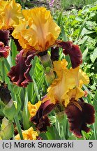 Iris hort. Peking Summer