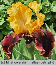 Iris hort. Peking Summer