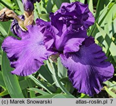 Iris Navy Strut