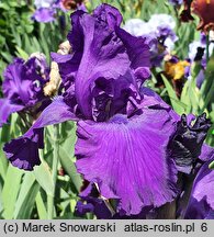 Iris Navy Strut