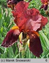Iris hort. Pacemaker