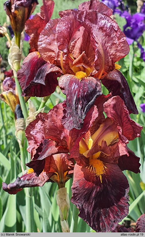 Iris hort. Pacemaker