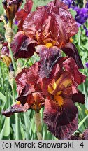 Iris hort. Pacemaker