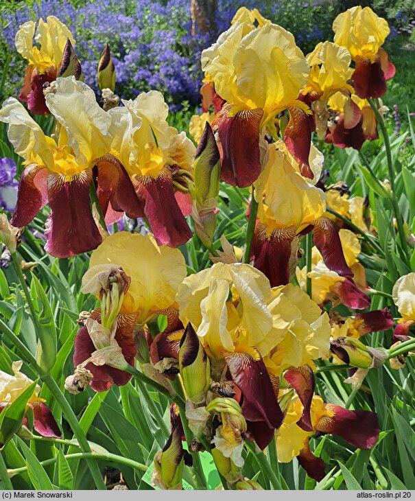 Iris hort. Accent