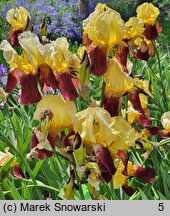 Iris hort. Accent