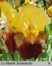 Iris hort. Accent