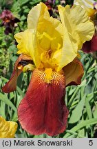 Iris hort. Accent