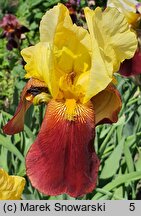 Iris Accent