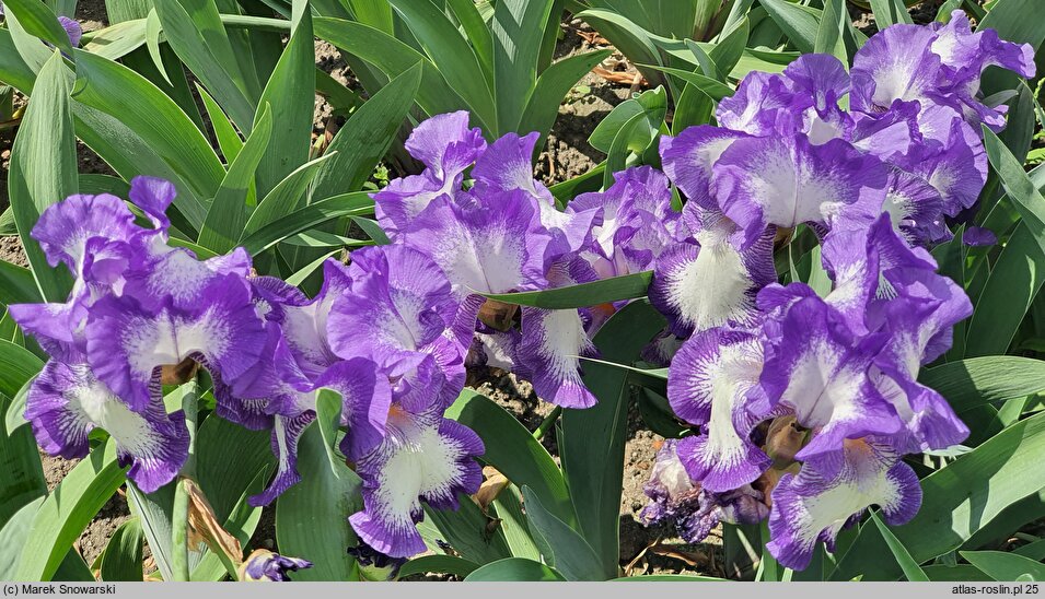 Iris hort. Rococo