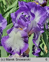 Iris hort. Rococo
