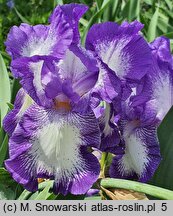 Iris hort. Rococo