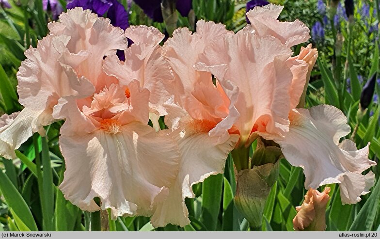 Iris hort. Paradise