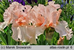 Iris hort. Paradise
