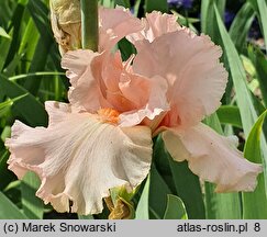 Iris hort. Paradise