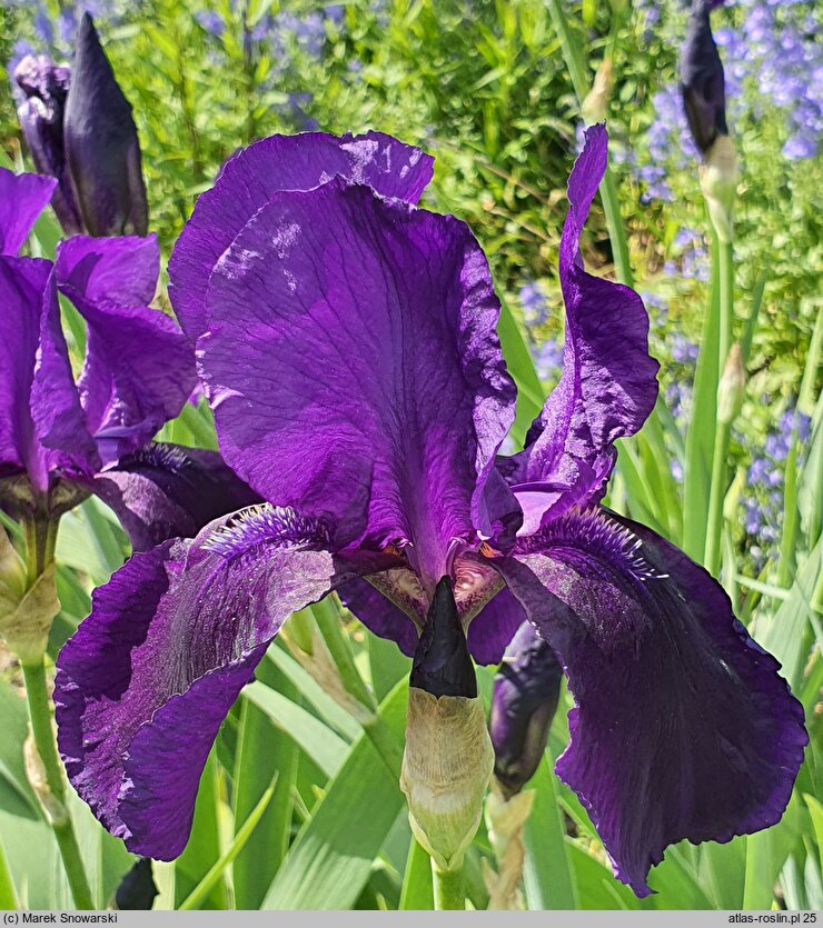 Iris hort. Sierra Skies