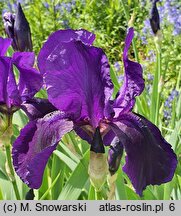 Iris hort. Sierra Skies