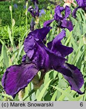 Iris hort. Sierra Skies